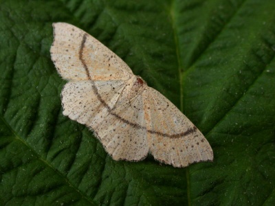 maiden's blush (Cyclophora punctaria)Kenneth Noble